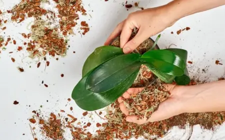 Was zeichnet eine gute Orchideenerde aus