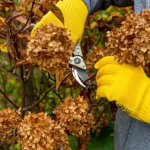 Welche Arten von Hortensien schneiden im Herbst