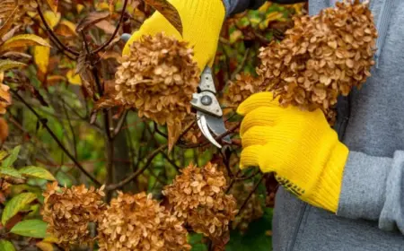 Welche Arten von Hortensien schneiden im Herbst