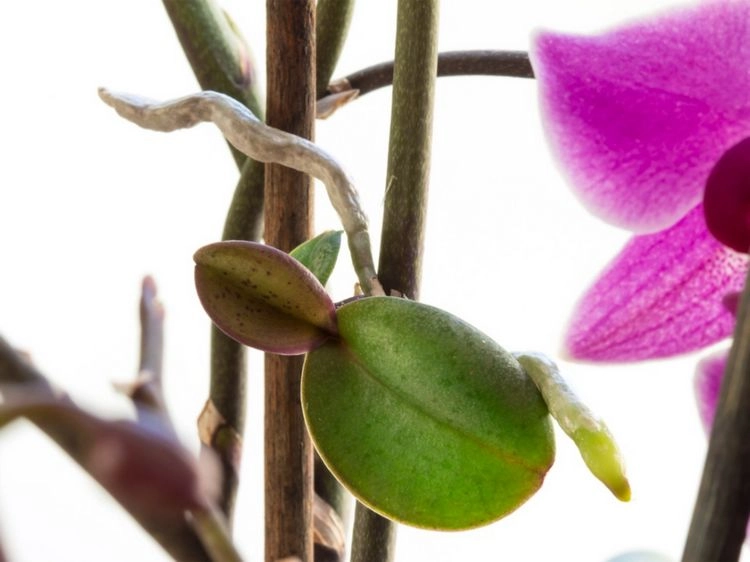Wie kann man Orchideen-Ableger erkennen?