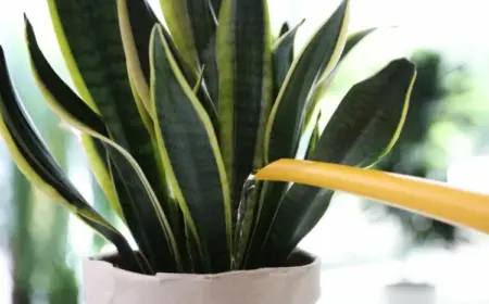 Wie oft Bogenhanf gießen und wie viel