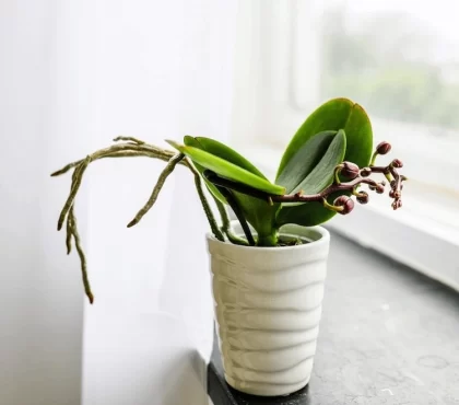 Wie sollten Sie eine Orchidee während der Ruhephase pflegen