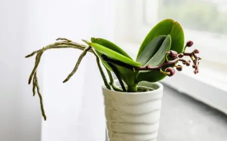 Wie sollten Sie eine Orchidee während der Ruhephase pflegen