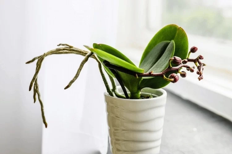 Wie sollten Sie eine Orchidee während der Ruhephase pflegen