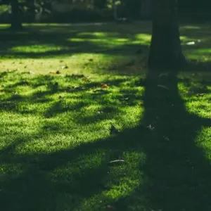 Wie wirkt sich der Schatten auf den Rasen aus