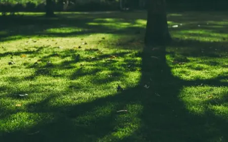 Wie wirkt sich der Schatten auf den Rasen aus