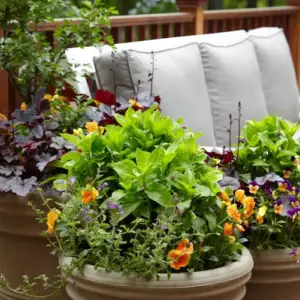 Winterharte Blumen für den Balkon, die Ihrem Außenbereich Farbe und Frische in den kalten Monaten verleihen