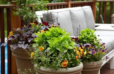 Winterharte Blumen für den Balkon, die Ihrem Außenbereich Farbe und Frische in den kalten Monaten verleihen