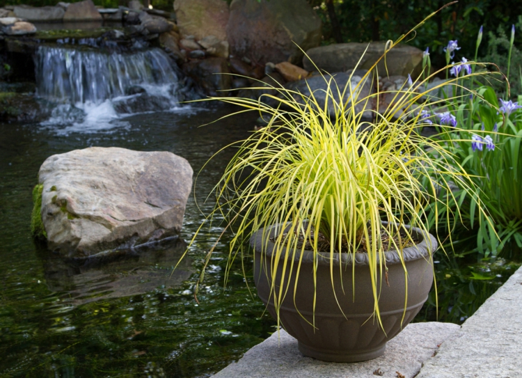 Winterharte Ziergräser für Kübel - Seggen (Carex) pflanzen