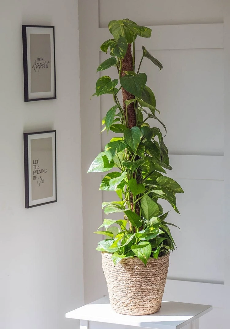 Zimmerpflanzen für wenig Licht - Efeutute (Epipremnum aureum)