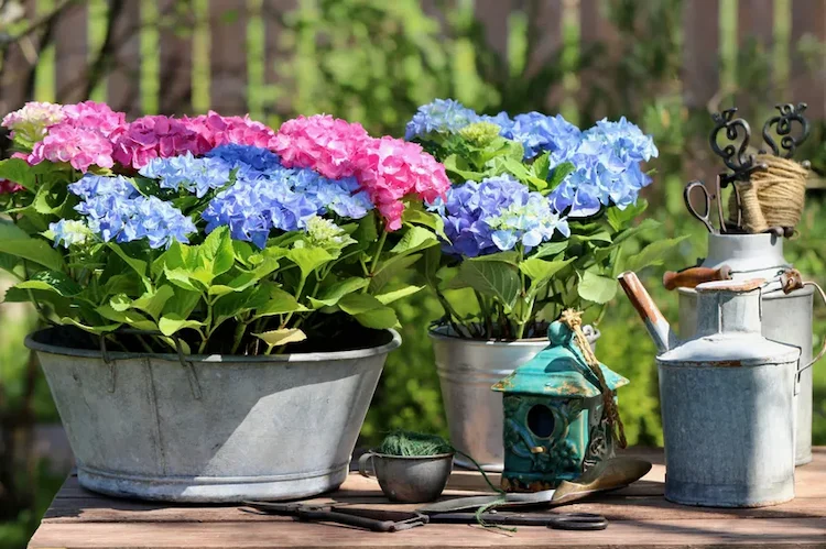 Zinkeimer bepflanzen - Tipps und Anleitungen für einen Minigarten, der auch im Haus passt