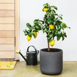 Zitronenbaum überwintern - Welcher Standort ist am besten geeignet