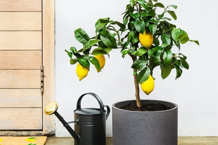 Zitronenbaum überwintern - Welcher Standort ist am besten geeignet