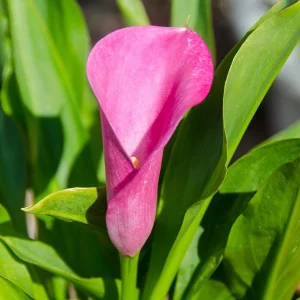 Calla überwintern im Garten oder Topf