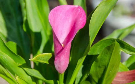 Calla überwintern im Garten oder Topf