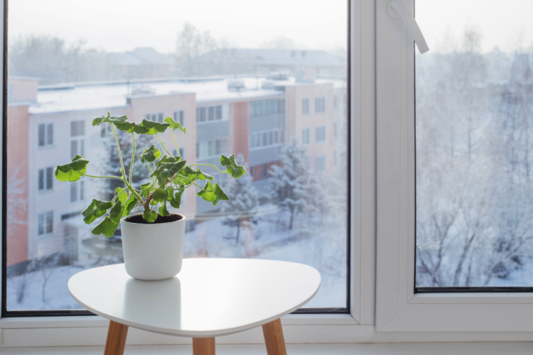 geranie neben dem fenster im winter