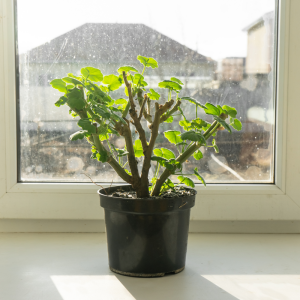 geranien im topf auf dem fensterbrett im winter