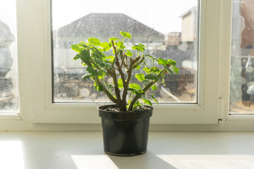 geranien im topf auf dem fensterbrett im winter