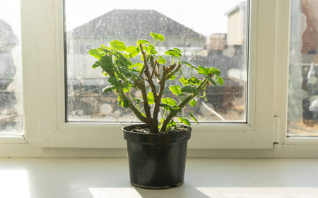 geranien im topf auf dem fensterbrett im winter