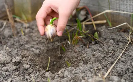 gesprossene zehe von knoblauch pflanzen im herbst und regelmäßig bewässern und düngen