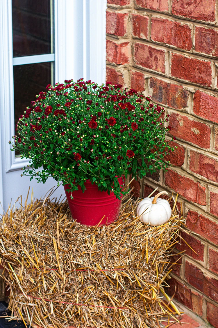 Herbstblumen im Eimer und weißer Zierkürbis auf Stroh vor der Tür