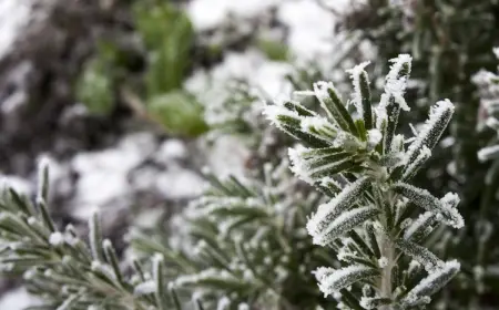 mit frostigen kristallen bedeckte rosmarinzweige bei temperaturen unter dem gefrierpunkt im winter