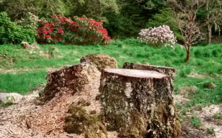 mitten im garten einen riesigen baum gefällt und als übrige aufgabe den gebliebenen baumstumpf entfernen