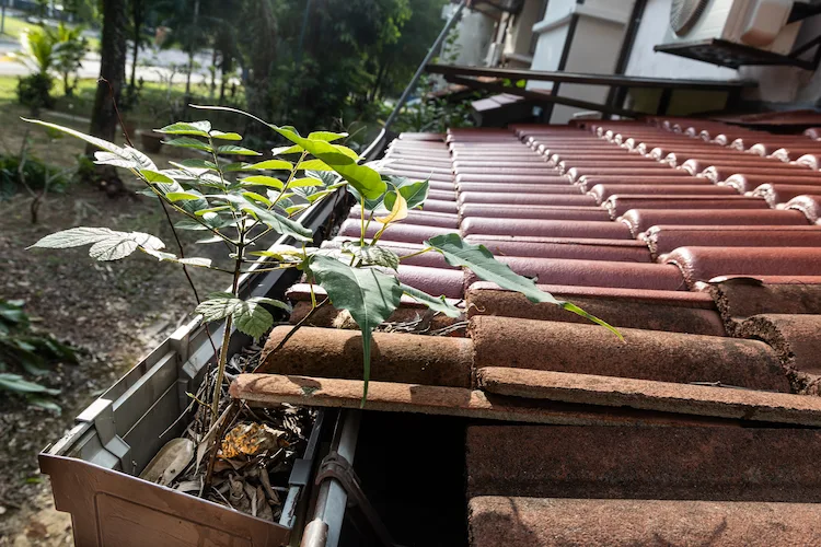 regelmäßige wartung und reinigung von dachrinnen verhindert verstopfungen und pflanzenwachstum