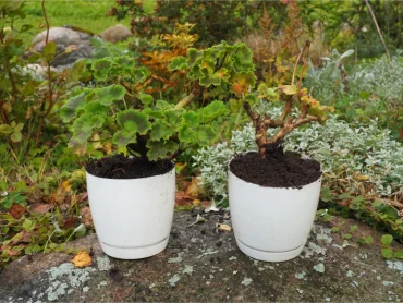 schritte zur Überwinterung von geranien, blumentöpfe mit geranien im herbst