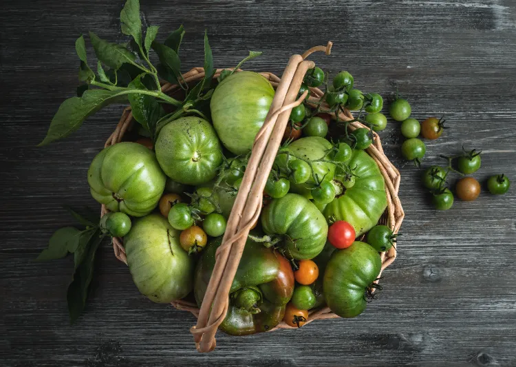 sind grüne Tomaten giftig was tun mit unreifen Tomaten Rezepte