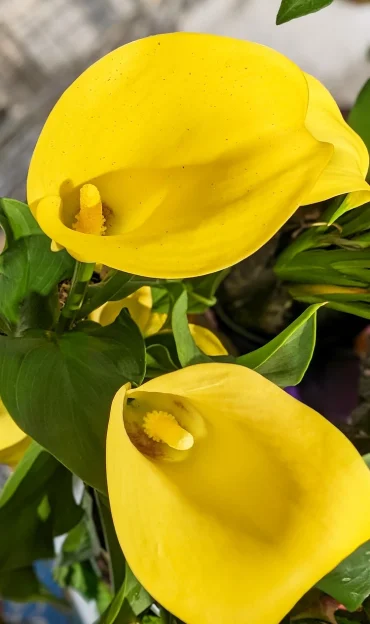 Wie bekommt man Calla wieder zum Blühen