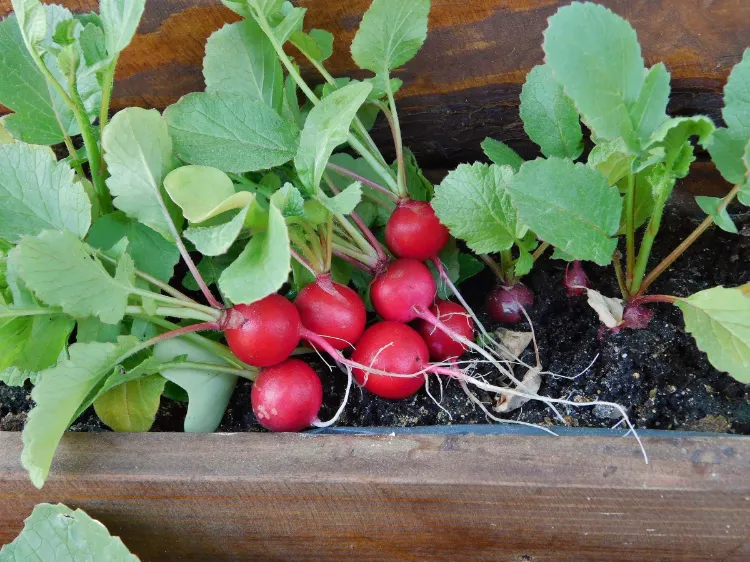 winterhartes Gemüse auf dem Balkon anbauen Radieschen im Herbst pflanzen