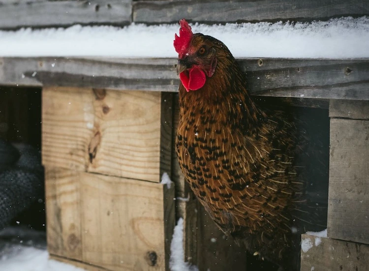 Aufgrund der kürzeren Tageslichtdauer halten sich die Hühner länger im Stall auf