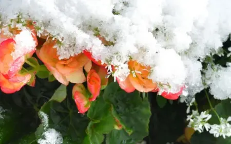 Begonien überwintern - Je nach Art und Bedingungen können Sie verschiedene Methoden anwenden