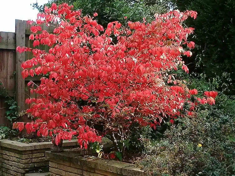 Brennender Strauch ist am bekanntesten für sein besonders prächtiges Herbstlaub, das sich von grün zu feurig rot verfärbt