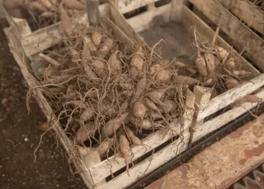 Dahlien überwintern in Holzkisten Anleitung