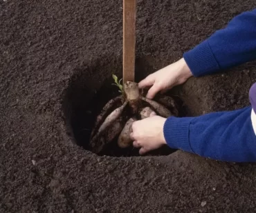 Dahlien wieder in den Garten setzen