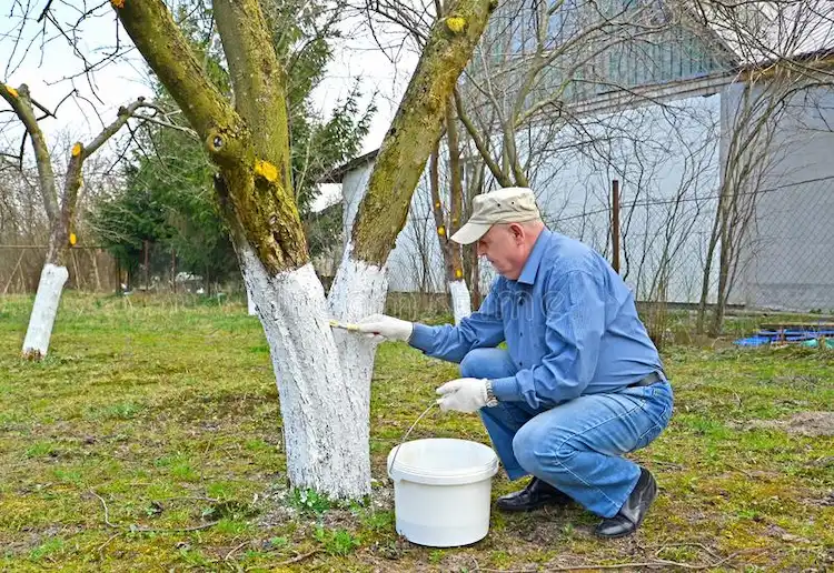 Das richtige Produkt für das Streichen von Baumstämmen ist Latexfarbe auf Wasserbasis