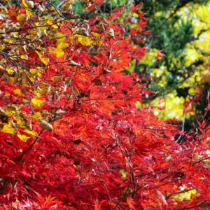 Der japanische Fächerahorn ist einer der Bäume mit roten Bättern