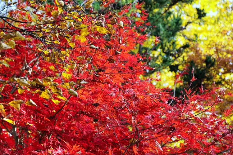 Der japanische Fächerahorn ist einer der Bäume mit roten Bättern