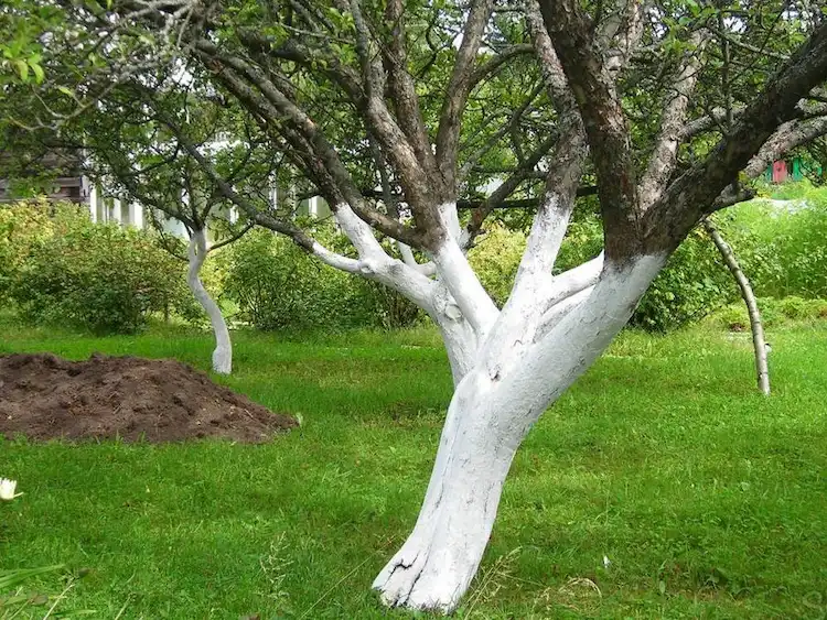Der Weißanstrich für Obstbäume ist eine alte Methode zum Schutz junger Bäume