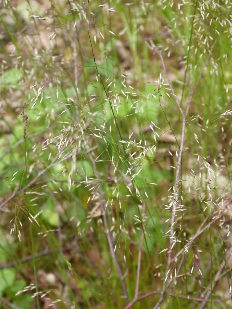 Drahtschmielen (Avenella flexuosa) als Zeigerpflanzen von zu saurem Boden