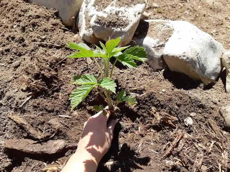 Eine gute Methode zur Vermehrung von Stecklingen der Himbeerpflanze ist es, eine eigene Mini-Himbeerpflanze anzulegen