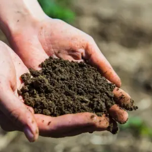 Erde sterilisieren für Zimmerpflanzen und für den Garten - wirksame Methoden + Schritt-für-Schritt-Anleitung