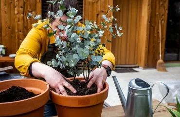 Eukalyptus pflanzen, pflegen, überwintern im Garten oder in Kübeln - Alles, was man über den Anbau zu wissen braucht