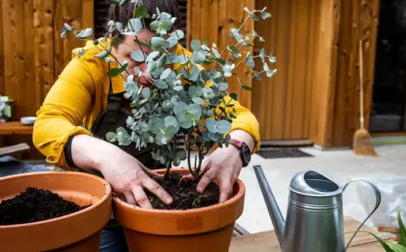 Eukalyptus pflanzen, pflegen, überwintern im Garten oder in Kübeln - Alles, was man über den Anbau zu wissen braucht