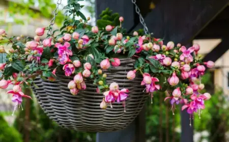 Fuchsien überwintern im Topf oder Garten - Tipps zur Pflege und zum Schutz