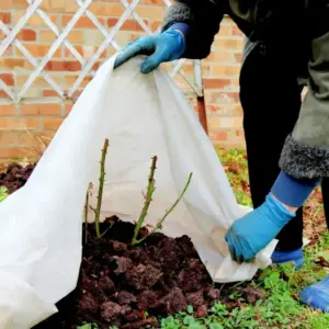 Gartenarbeit im November - Winterschutz auslegen für empfindliche und Jungpflanzen