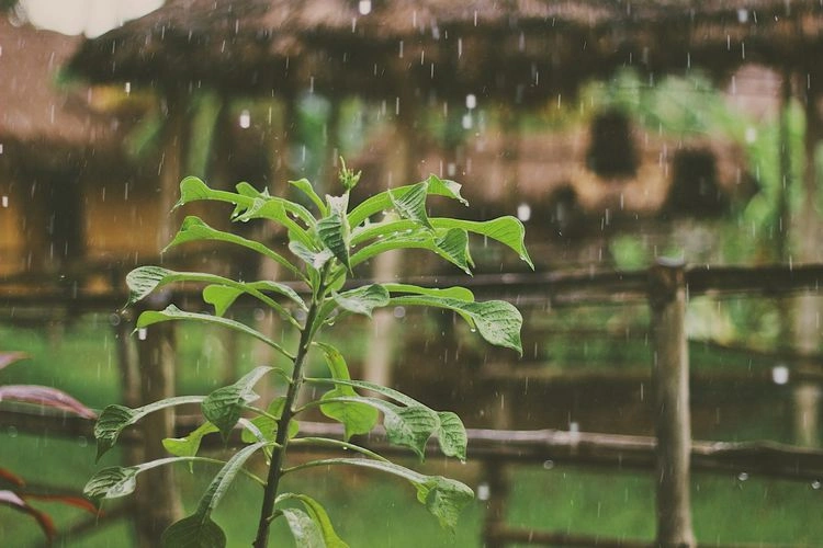 Genug Regentage für Ihre Pflanzen 