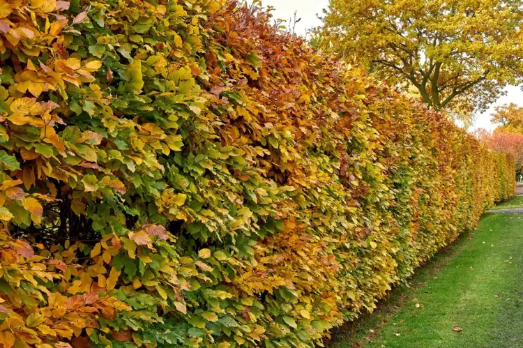 Hecke pflanzen im Herbst - Laubabwerfende Sorten punkten mit schöner Herbstfärbung